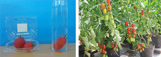 野菜を持つ男性のイラスト